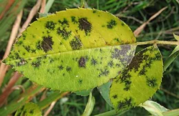 Block splotches on a rose leaf