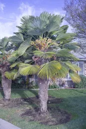 Trachycarpus wagnerianus Seal Beach © 2021 DR Hodel-9389