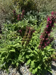 Hummingbird Sage