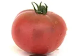 Mary's Cherry Dwarf Tomato, courtesy Tomatofest