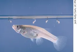 Mosquito Fish, Gambusa affinis and 4 mosquito larvae with breathing syphons, courtesy Jack Kelly Clark, UC.IPM