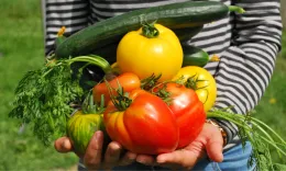 Photo of a person holding a selection of ripe vegetables from a garden.