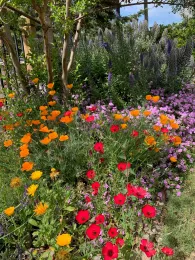 Mix of California Native flowers