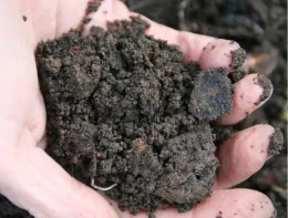 Dark soil held in someone's hand