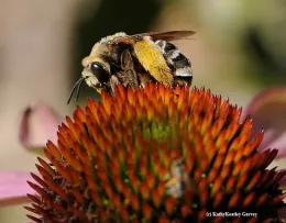 Female sweat bee, Svastra obliqua expurgate, on purple coneflower, Echinacea purpurea