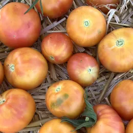 Golden-orange tomatoes with red blushing