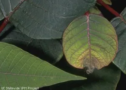 ellowing and Browning on a Poinsettia caused by Phosphorus deficiency