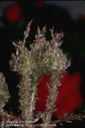 Rose buds infested with aphids