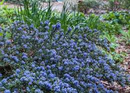 ceanothus impressus with tiny leaves