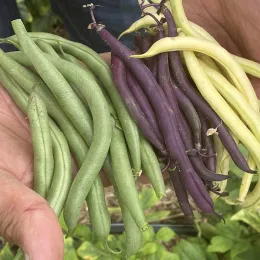 Hands holding piles of green, yellow, and purple bean pods