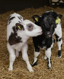 Two newborn black and white spotted calves.