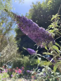 A purple cone-shaped multiflower surrounded by green foliage in the background against a blue sky