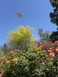 A monarch butterfly flies against the blue sky, surrounded by bushes and many flowers of various colors.