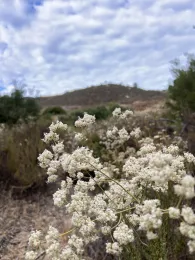A bush of white buckwheat flowers with dark green foliage, a gravel path in the background, green hills, and a blue sky with white clouds.
