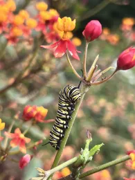 A black, white, and yellow striped caterpillar on the stem under small red, yellow, and orange flowers.