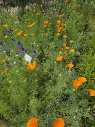 California Poppies and Nigella in Central Park Gardens of Davis. Photo by Paula Haley
