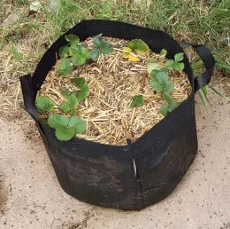 grow bag with strawberries
