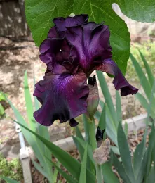 deep purple bearded iris