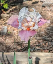 white and pink bearded iris