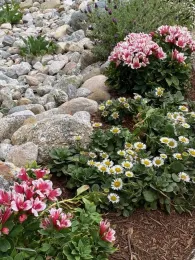 A rock garden featuring clusters of pink and white alstromeria flowers, small daisy-like Erigeron White Lights flowers, and green foliage, with a backdrop of various sized grey rocks.