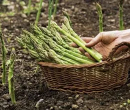 Growing Asparagus