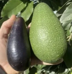 Growing avocados in Sonoma County