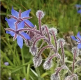 Growing Borage