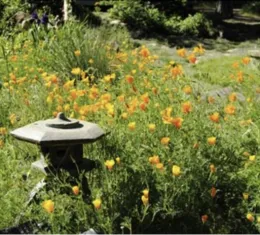 California native poppies 