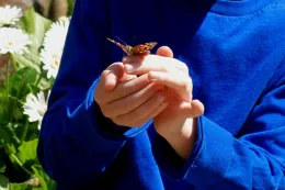 Closeup of a child's hands with a buttefly sitting atop. The child is wearing a blue shirt.