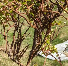 A diseased huckleberry displaying Huckleberry Witches Broom Rust, a fungus