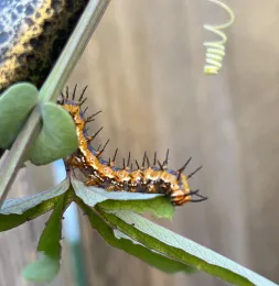 Gulf Fritillary Caterpillar on a leaf