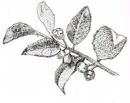 A black and white drawing of huckleberry leaves and fruit