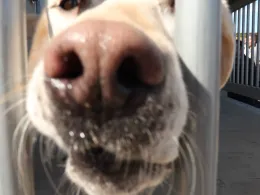 A closeup picture of a dog's nose