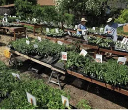 March tips for the garden