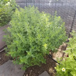 Oregano plant in a pot