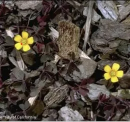 Yellow flower in the garden