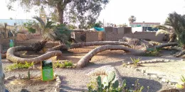 7-headed date palm Cachiche Peru