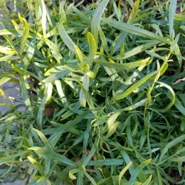 Tarragon leaves