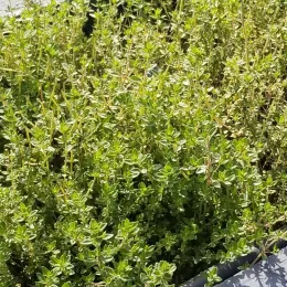 Thyme in raised planter,