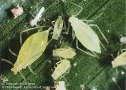 Wingless adults and nymphs aphids on the leaf