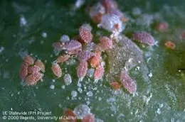 First-instar nymphs of the grape mealybug and honeydew