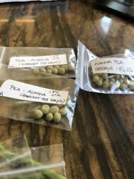 Dried-out pea seeds in neatly organized ziplock bags for future planting