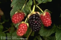 Immature red and black ripe blackberries