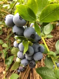 Ripe blueberries on the bush