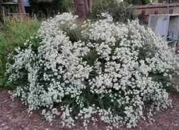 California Buckwheat bush flowering with white flowers
