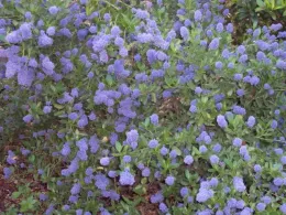 California Lilac Bush blooming with lavender-blue flowers