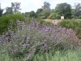 A large Cleveland Sage bush with many small purple flowers is in the foreground, surrounded by green shrubs. In the background, there are trees, a dirt clearing, and a small wooden structure under an overcast sky.