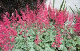 Coral Bell plant with a vibrant cluster of tall, bright pink flowers growing on slender stems. The blooms rise above a dense layer of round, pale green leaves with soft veining.