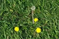 A patch of green grass with several dandelions growing in it. Three of the dandelions have bright yellow flower heads, while one has gone to seed, forming a round, fluffy white seed head on a tall stem.