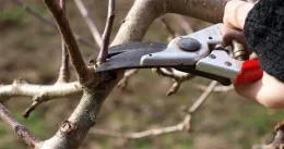 Hand with pruners cutting small brunch of the fruit tree